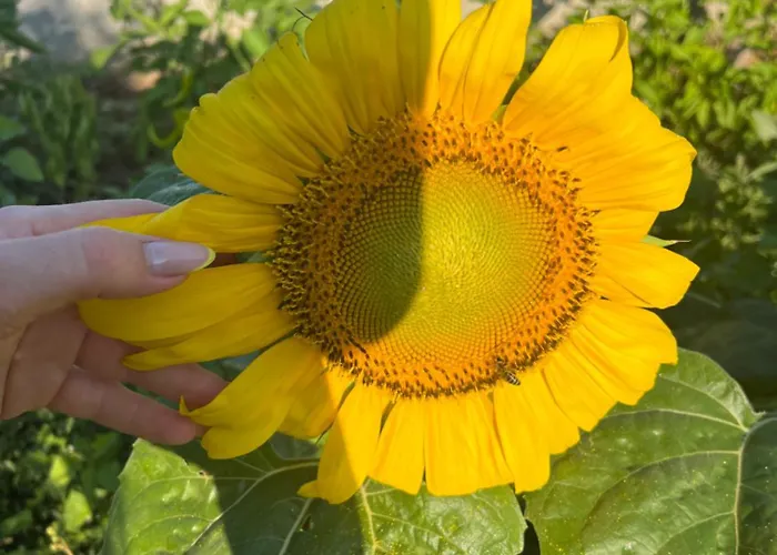 아파트 Besa House *